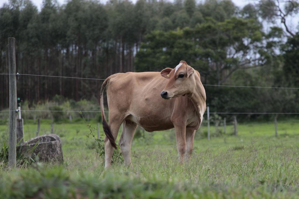 Hospedagem Fazenda Nova America Brotas Exterior photo